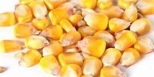 Maize Seeds