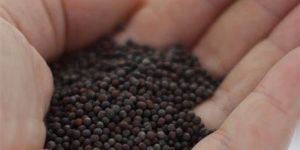 Mustard Seeds