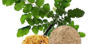 Boswellia Serrata Extract