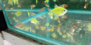 Fish