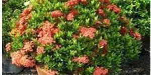 Indoor Ornamental Plant