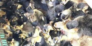 Indian Runner Duck Chicks