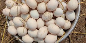 Duck Eggs