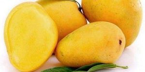 Kesar Mango