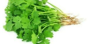 Fresh Coriander Leaves