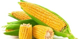 Yellow Maize