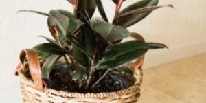 Rubber Plant