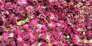 Dry Rose Petals
