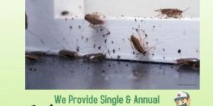 Cockroach Control Services