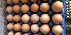 Brown Eggs