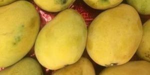 Banginapalli Mangoes