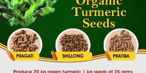 Turmeric Seed Lakadong