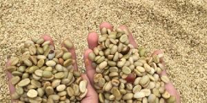 Chandragiri Coffee Beans
