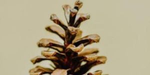 Dried Pine Cone
