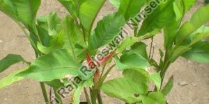 Heliconia Jamaica Plant