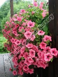 Ornamental Plants