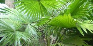 Table Palm Plant