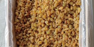 Round Golden Raisins
