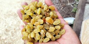 Round Yellow Raisins