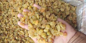 Sweet Round Varsha Gold Raisins