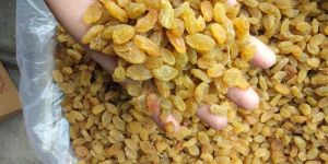 Golden Varsha Gold Raisins