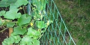 Plant Climber Garden Trellis