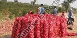 Farm Mesh Packed Onion
