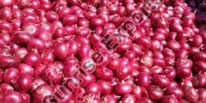 Fresh Red Onion
