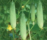 Cucumber Seeds