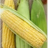 Sweet Corn Seeds