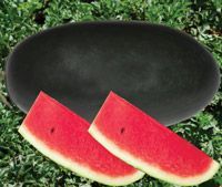 Watermelon Seeds