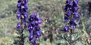 Aconitum Heterophyllum