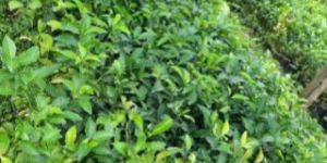 Khasi Mandarin Orange Plant (Seedling)