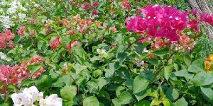 Bougainvillea Plant