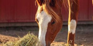 Horses Feed
