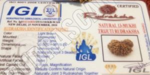 Rare Nepal Trijuti Rudraksha