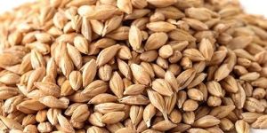 Barley Seeds