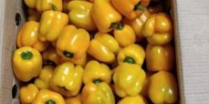 Fresh Yellow Capsicum