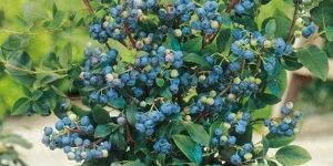 Blueberry Plants