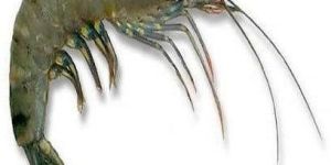 Black Tiger Prawns