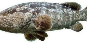 Malabar Reef Cod