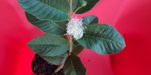 Taiwan Pink Guava Plant