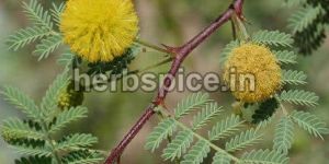 Acacia Arabica