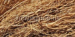 Andropogon Muricatus