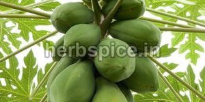 Carica Papaya