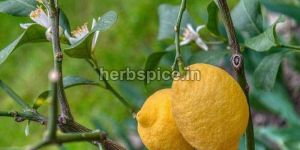 Citrus Lemon