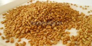 Fenugreek Seeds
