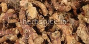 Galangal Roots