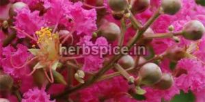 Lagerstroemia Indica