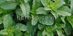Mentha Arvensis